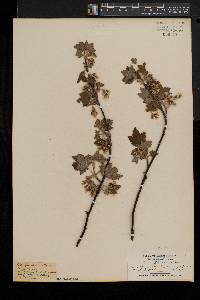 Ribes americanum image