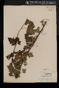 Ribes americanum image