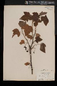 Ribes americanum image