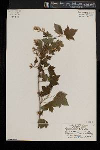 Ribes americanum image