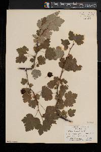 Ribes americanum image