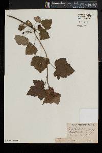 Ribes americanum image