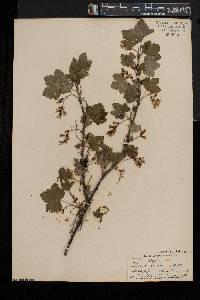 Ribes americanum image