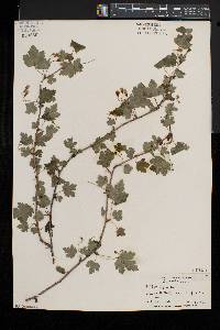 Ribes cynosbati var. cynosbati image