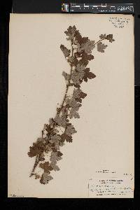 Ribes cynosbati var. cynosbati image