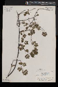 Ribes cynosbati var. cynosbati image