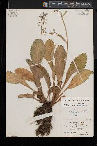 Micranthes micranthidifolia image