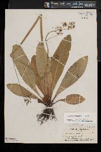 Micranthes pensylvanica image