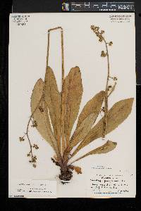 Micranthes pensylvanica image