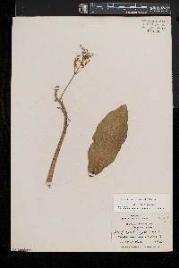 Micranthes pensylvanica image