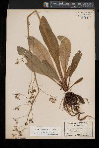 Micranthes pensylvanica image