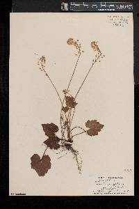 Tiarella stolonifera image