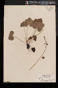 Heuchera americana image