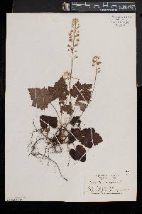 Tiarella stolonifera image