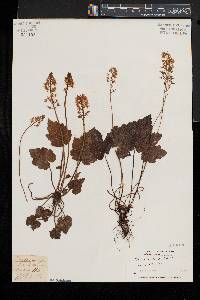 Tiarella stolonifera image