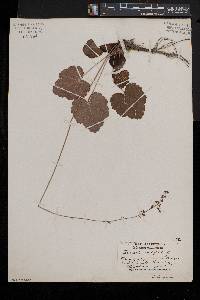 Heuchera americana image