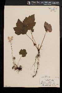 Tiarella stolonifera image