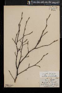 Amelanchier laevis image