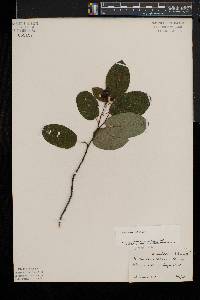 Amelanchier laevis image