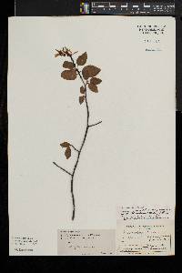 Amelanchier laevis image