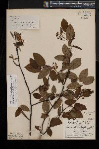 Amelanchier laevis image