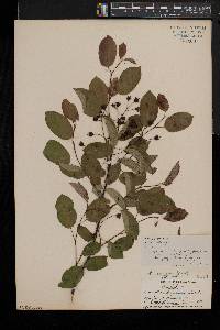 Amelanchier laevis image