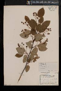 Amelanchier laevis image