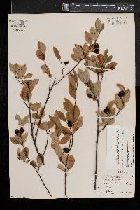 Amelanchier bartramiana image