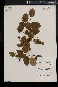 Amelanchier laevis image