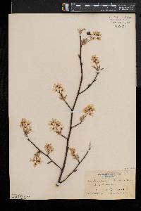 Amelanchier canadensis image