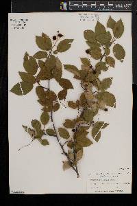 Amelanchier laevis image