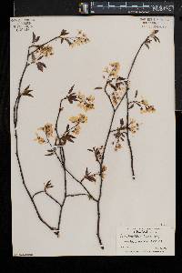 Amelanchier laevis image