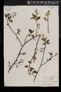 Amelanchier laevis image