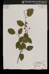 Amelanchier laevis image