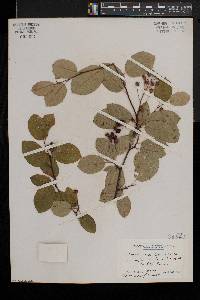 Amelanchier laevis image