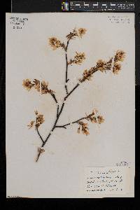 Amelanchier laevis image