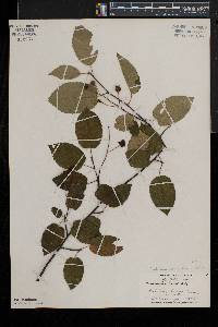 Amelanchier laevis image