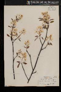 Amelanchier laevis image