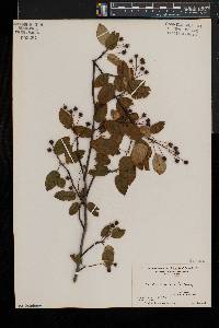 Amelanchier laevis image