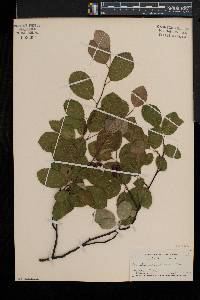 Amelanchier laevis image