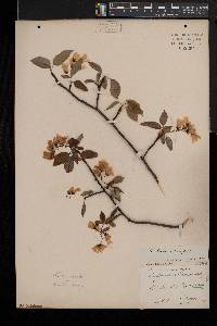 Amelanchier laevis image