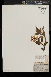 Amelanchier laevis image