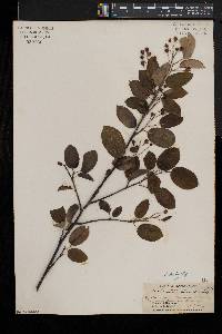 Amelanchier laevis image