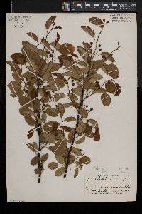 Amelanchier laevis image