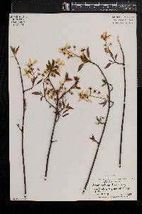 Amelanchier laevis image