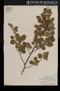 Amelanchier laevis image