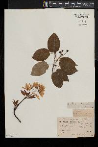 Amelanchier laevis image