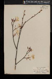 Amelanchier laevis image