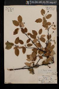 Amelanchier laevis image