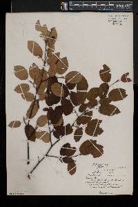 Amelanchier laevis image